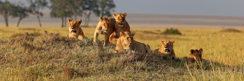 Lion, Masai Mara