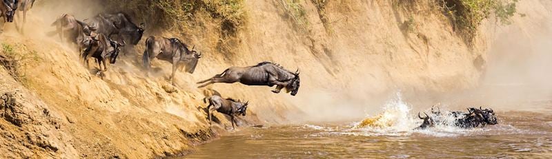 Wildebeest crossing the Mara River