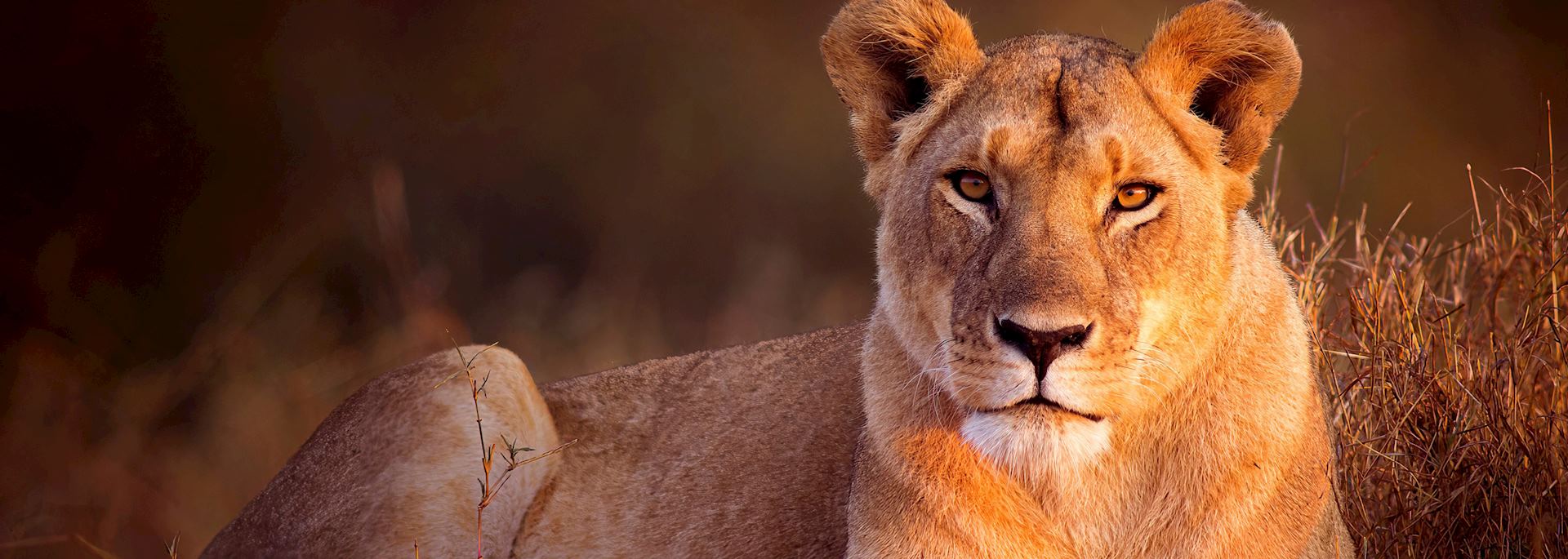 Lion, Masai Mara National Reserve