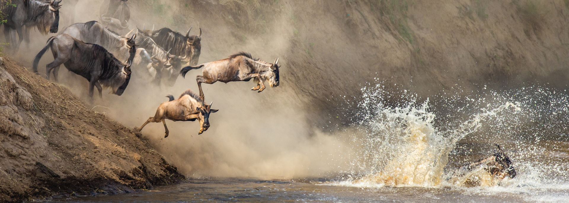 Wildebeest crossing the Mara River