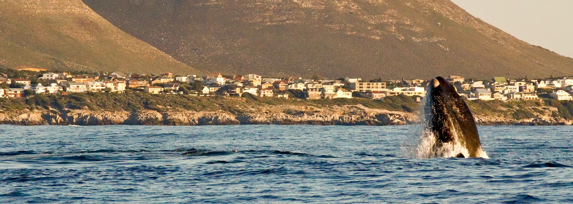Southern right whale close to the shore in Hermanus