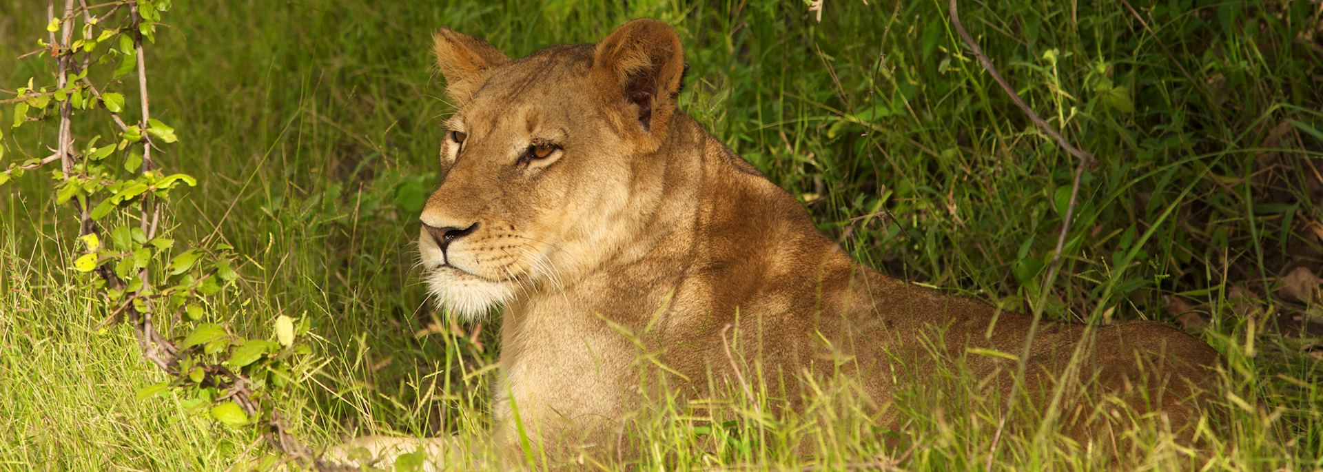 Lioness in North Luangwa National Park