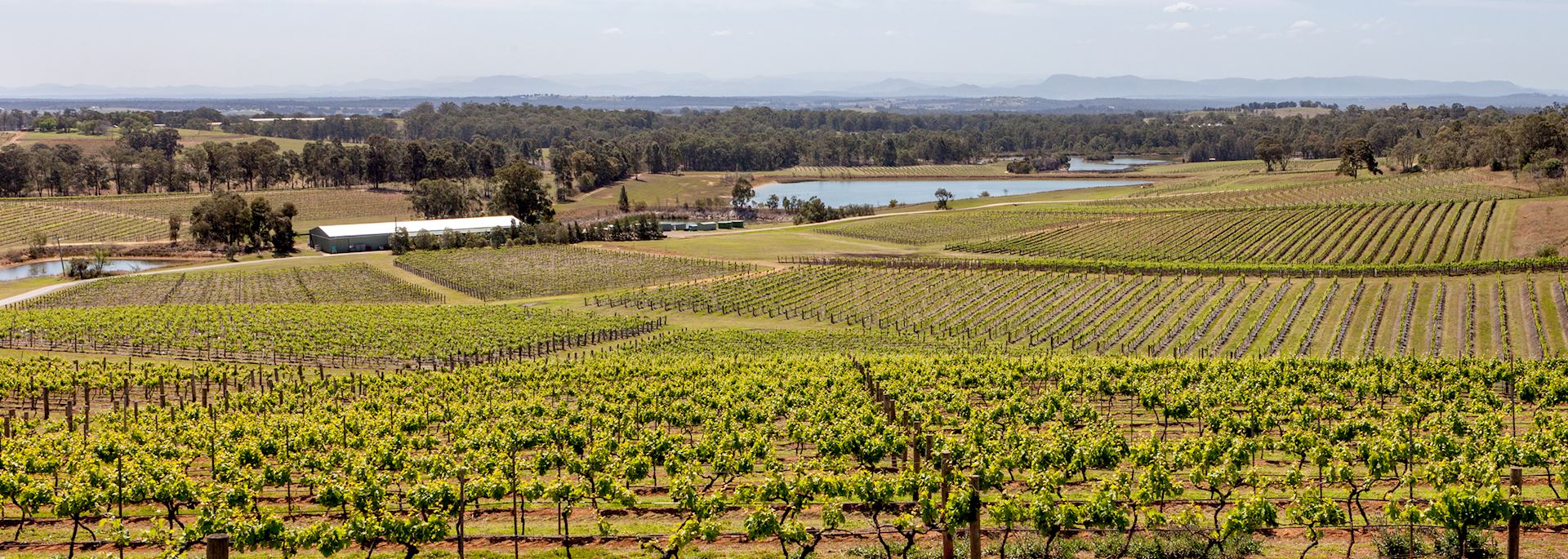 Hunter Valley vineyards