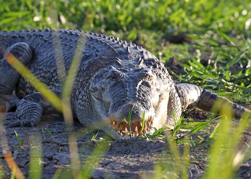 Crocodile in Darwin, Northern Territory