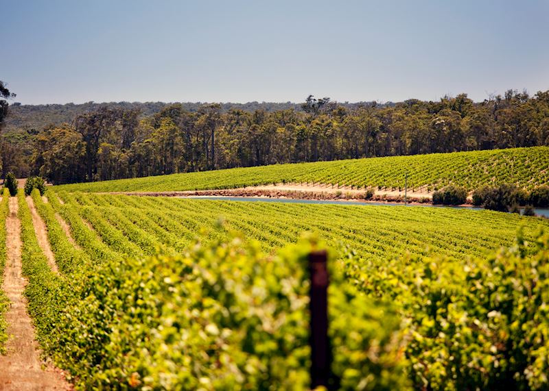 Vineyard in the Barossa Valley
