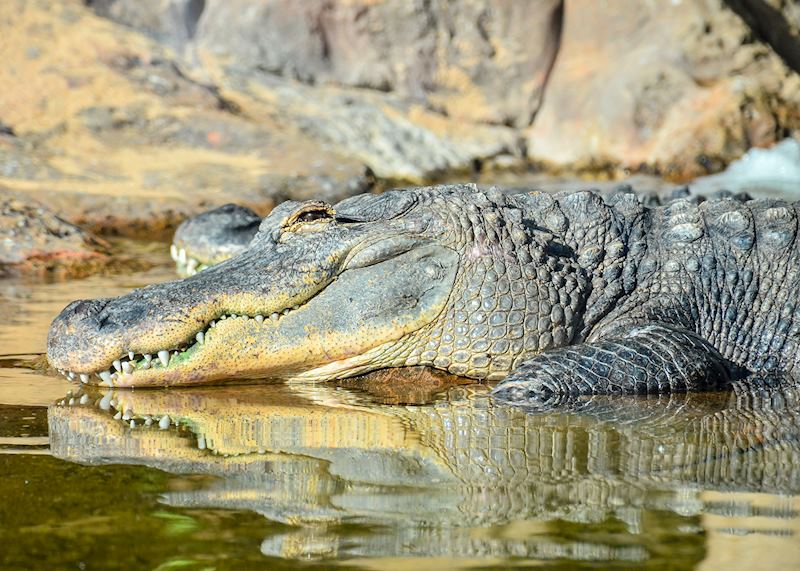 Saltwater crocodile