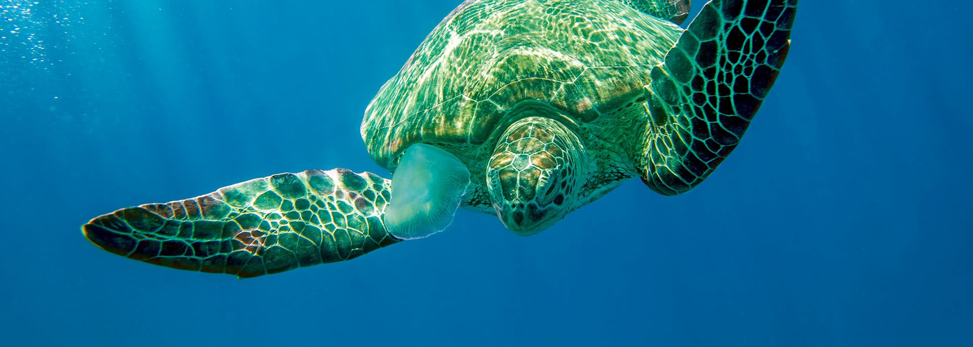 Loggerhead turtle, Cobourg Peninsula