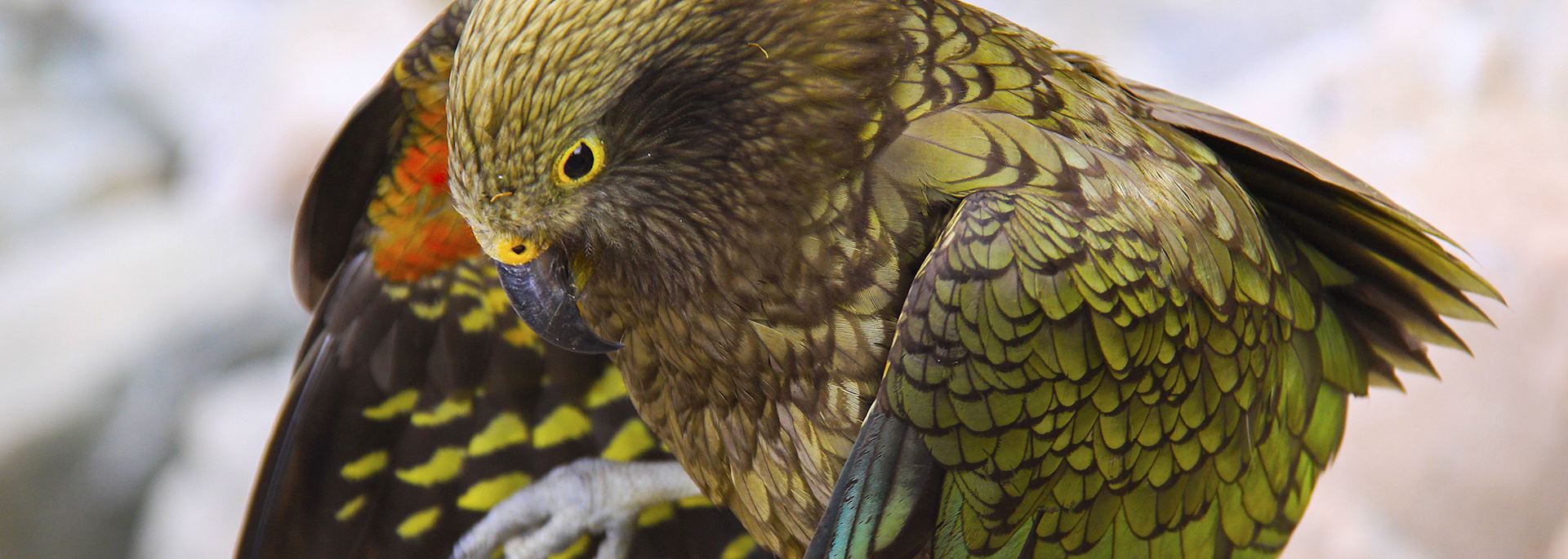 Kea Bird, Aoraki National Park