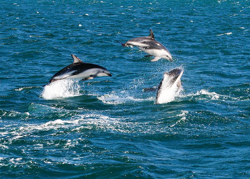 Jumping dusky dolphins
