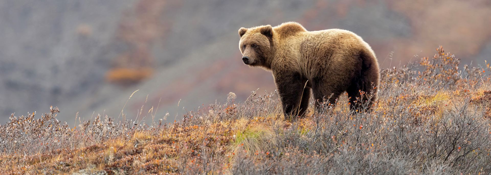 Grizzly bear, Denali National Park