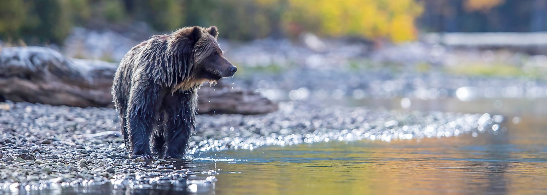 Grizzly bear, British Columbia