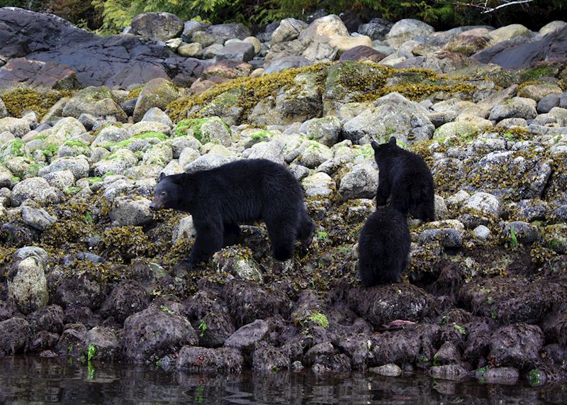 Black bears, Clayoquot Sound