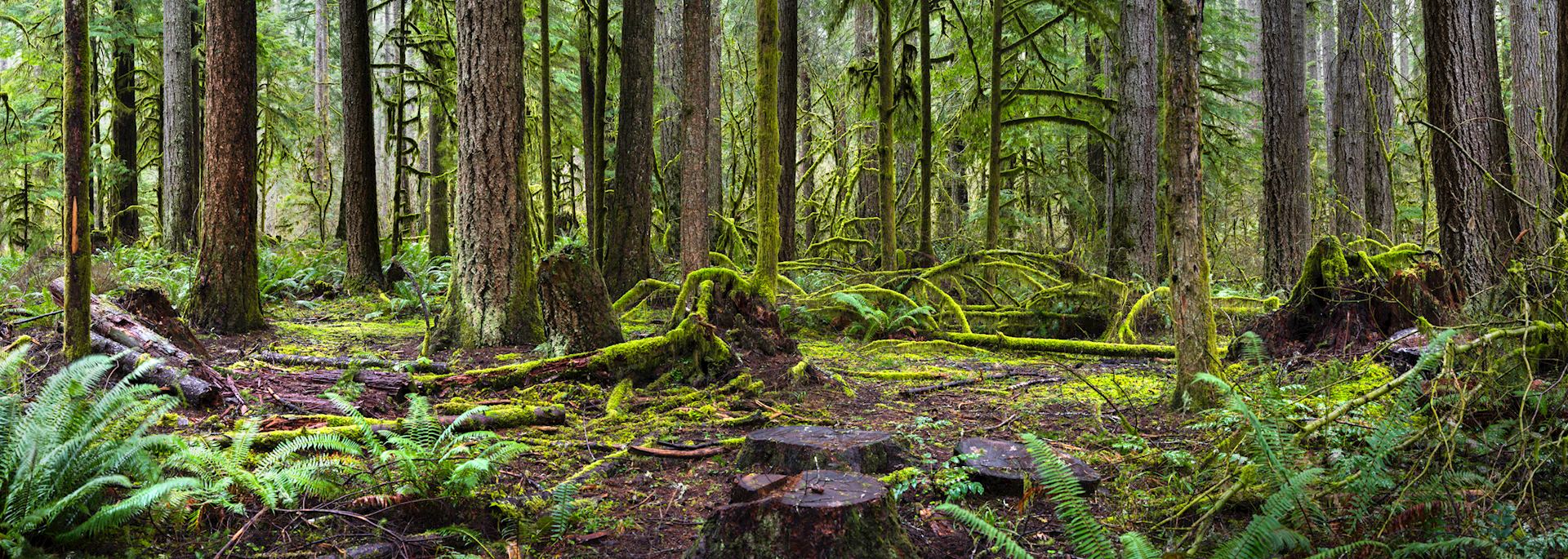 Rainforest in Quinault