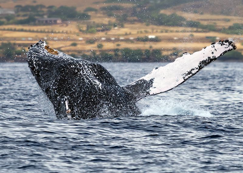 Humpback whale, Maui