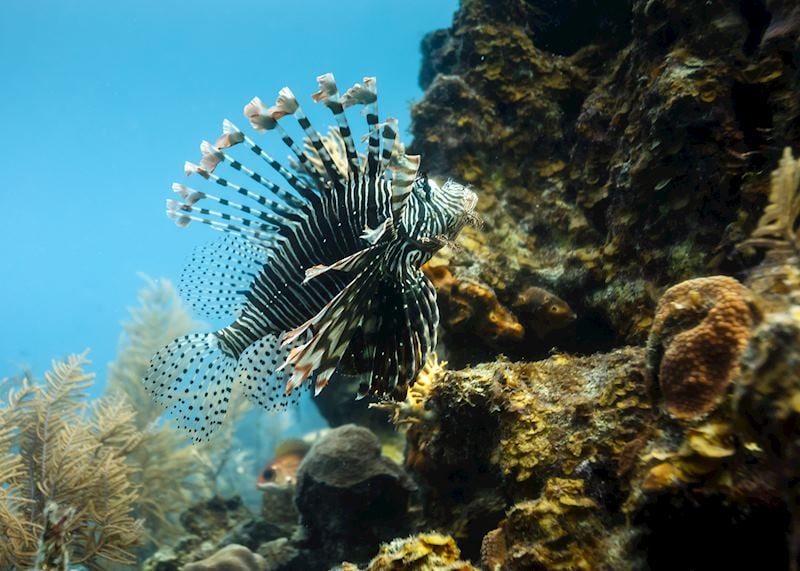 Lionfish, Hol Chan Marine Reserve, Belize Cayes