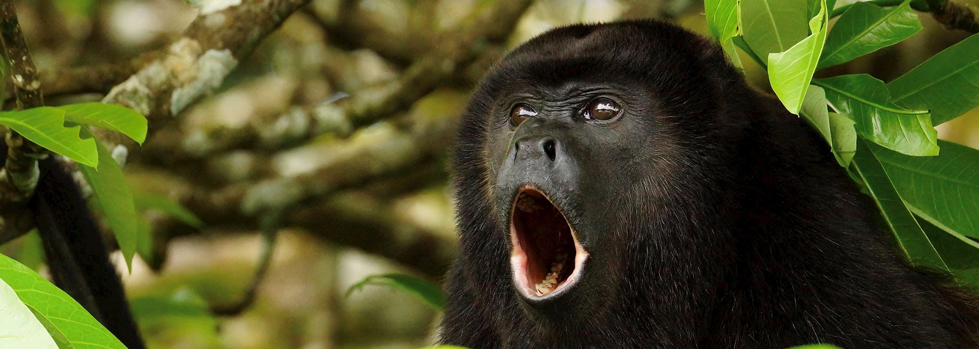 Golden-mantled howler, Belize