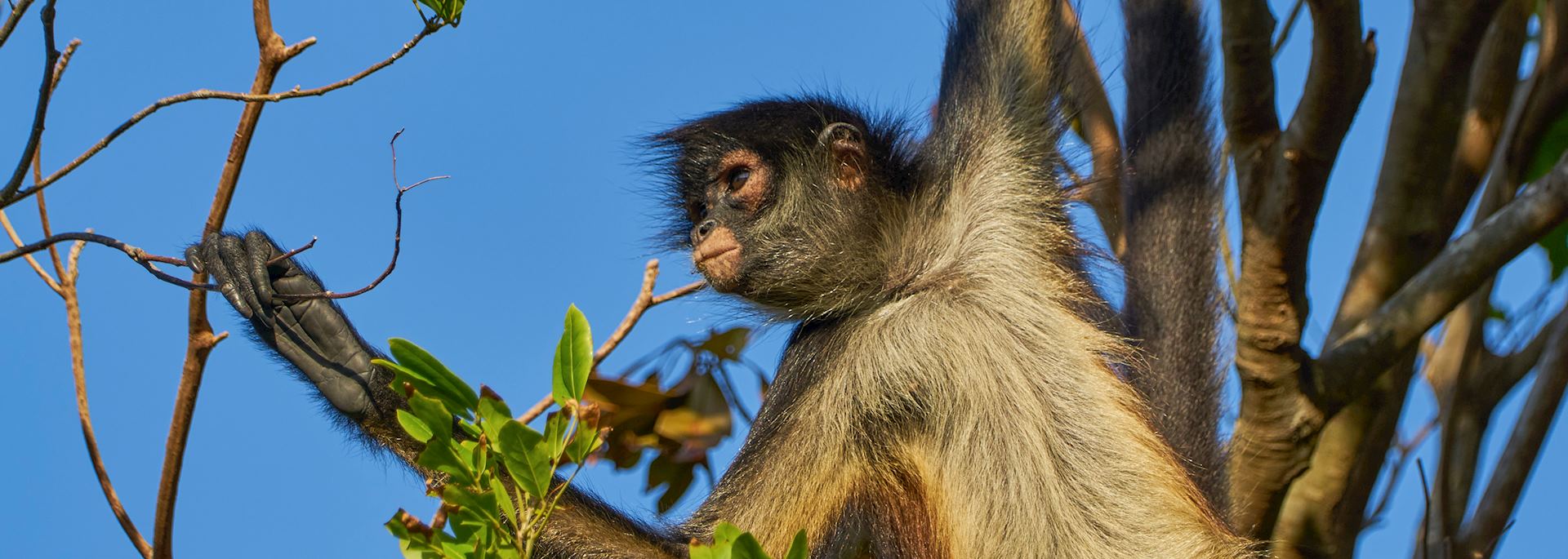 Spider monkey in the Sian Ka'an Biosphere