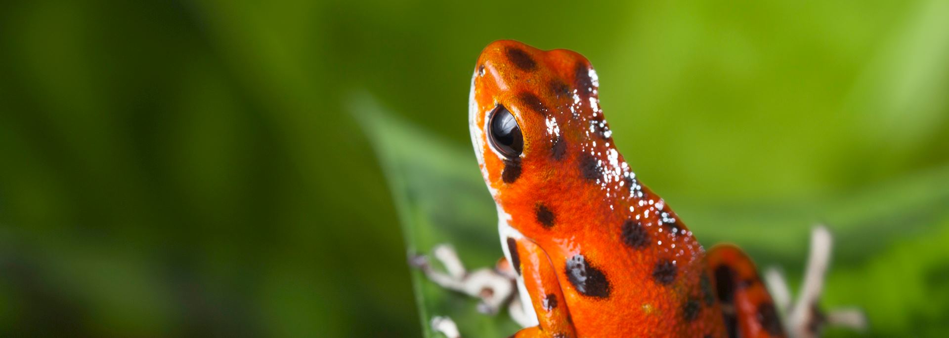 Poison dart frog, Bocas del Toro