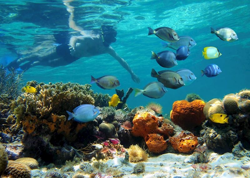 Snorkeling in Bocas del Toro, Panama