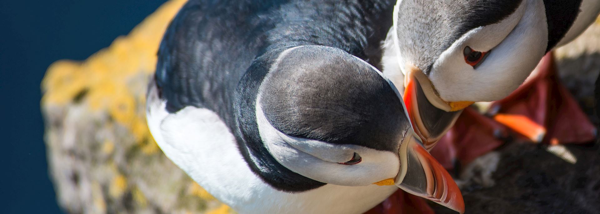Puffins