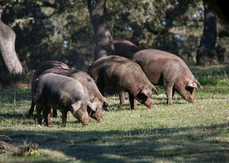 Iberian pigs