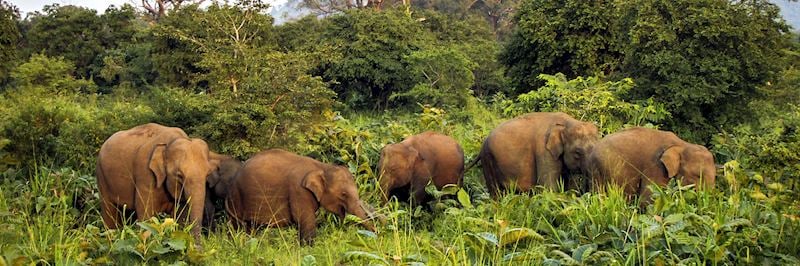 Elephant in Uda Walawe National Park