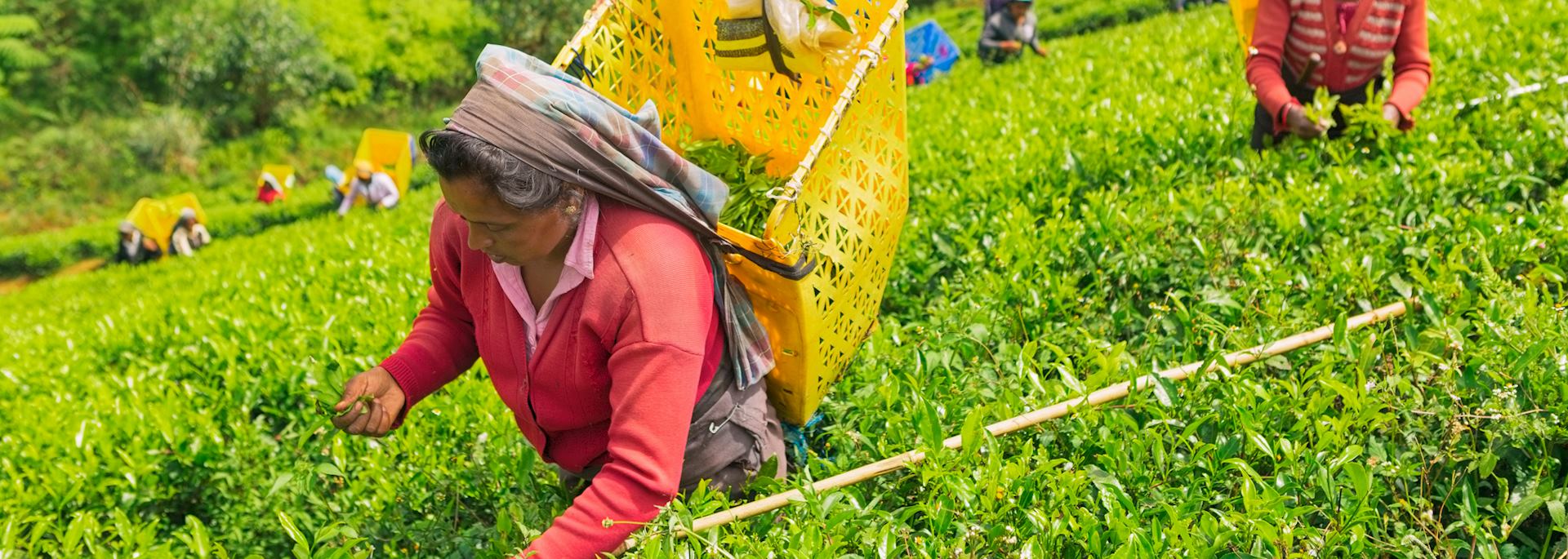 Tea pickers in Nuwara Eliya