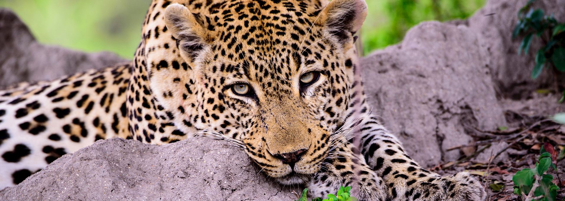 Leopard, South Africa