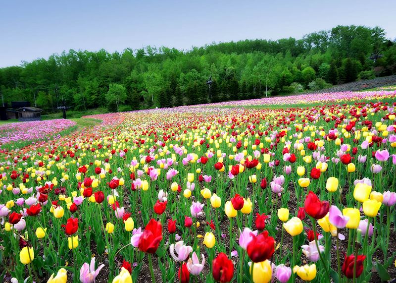 Tulip fields, Hokkaido