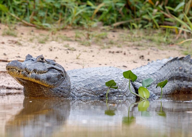 Caiman