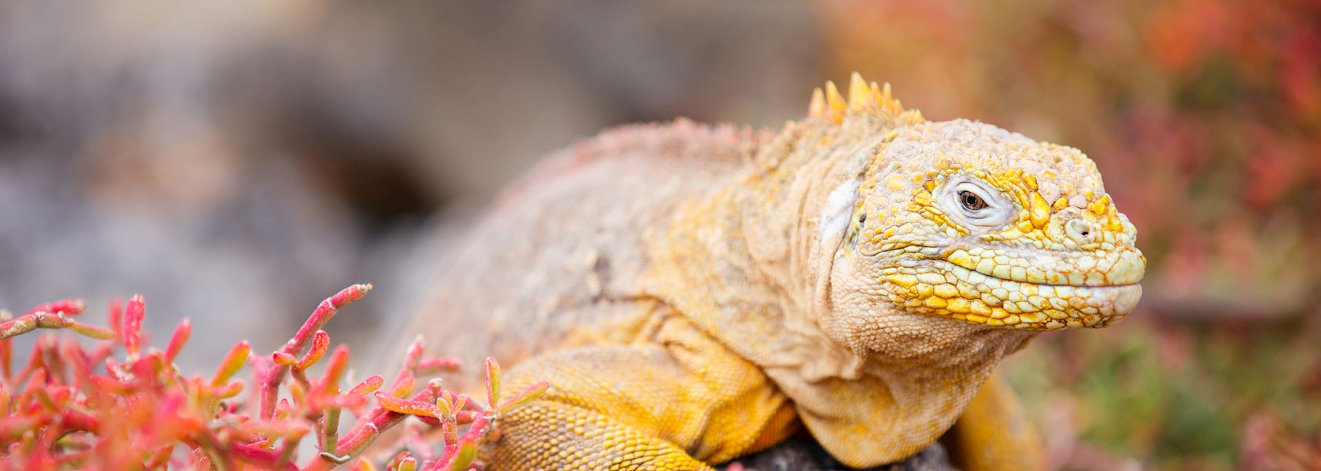 Land iguana, the Galapagos Islands