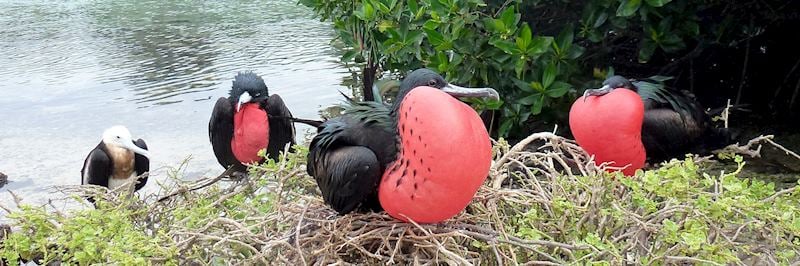Frigate birds