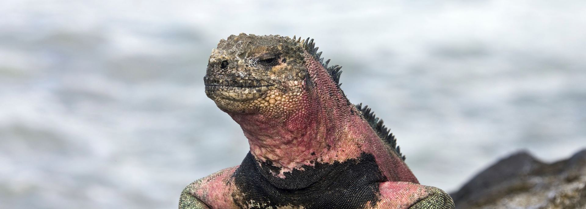 Marine iguana, Galapagos Islands