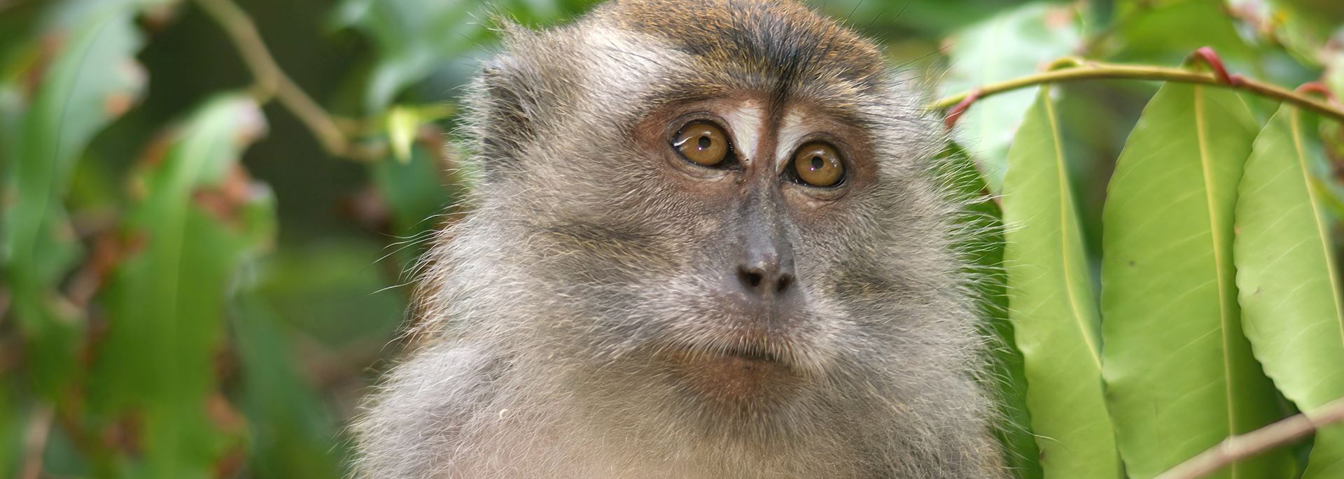 Crab-eating macaque in Sabah