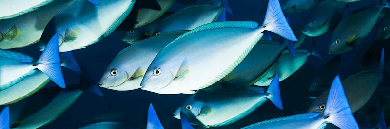 Unicornfish in the Komodo National Park