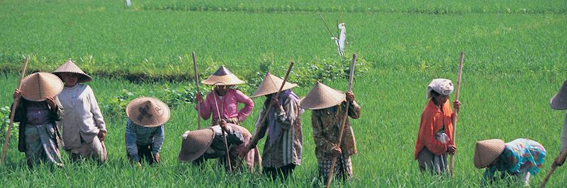 Local women in the rice paddies, Indonesia