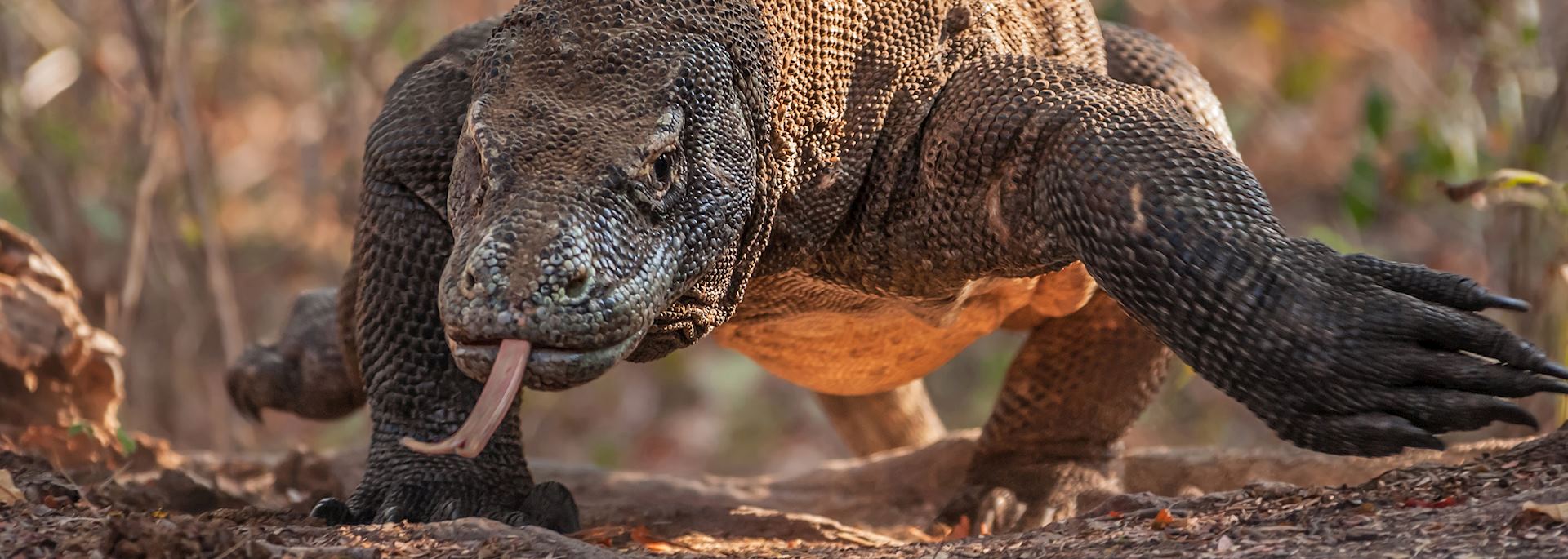 Komodo dragon, Indonesia